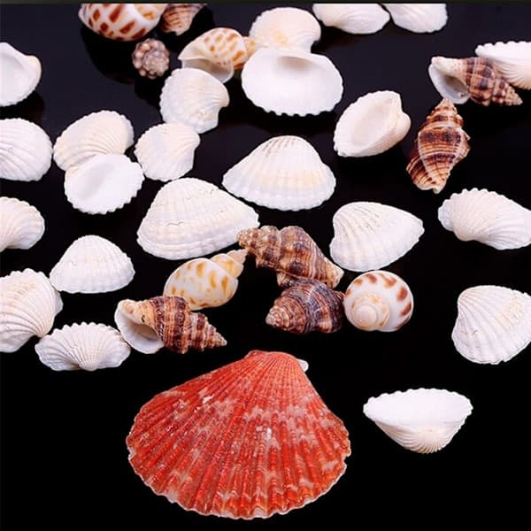 100g blandade strandsnäckor blandade snäckor snäckhantverk snäckor