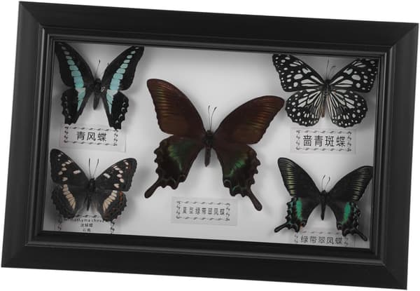 Handmade Butterfly Specimen Wall Art Frame, Wall Hanging Ornament Frame