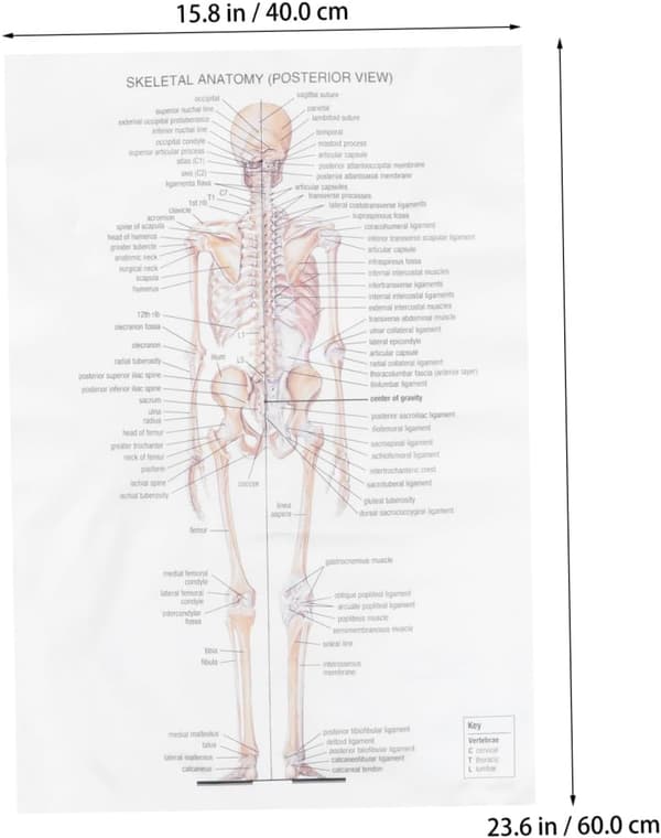 White Creative Fabric Skeleton Poster Bar Poster Teaching Decorative Wall Art