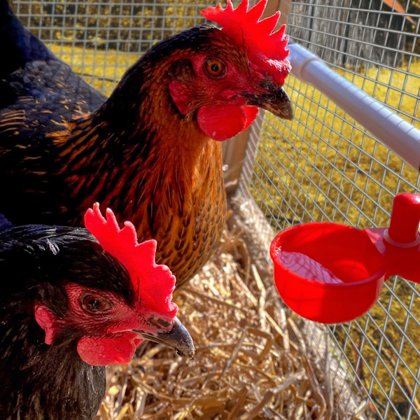 Automatisk fjærkrevannskopp drikker for kyllinger ender vaktler kyllinger andunger chooks Bebederos Para Gallinas