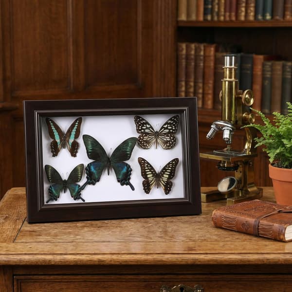 Handmade Butterfly Specimen Wall Art Frame, Wall Hanging Ornament Frame