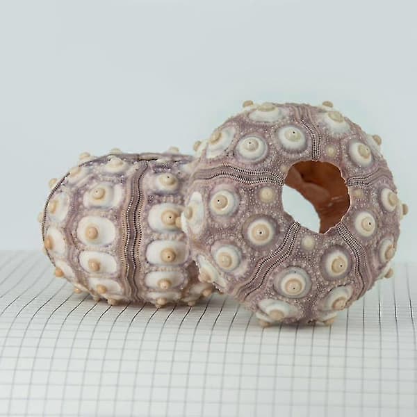 Sea Urchin Shell - High Durability Exquisite Shape Eye-catching Seashell Ornament DIY Home Decor