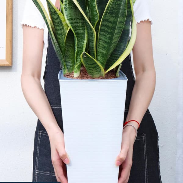Self-watering pot | Pot for aloe vera, pot for tall plants; kitchen; suitable for beginners. (DB)