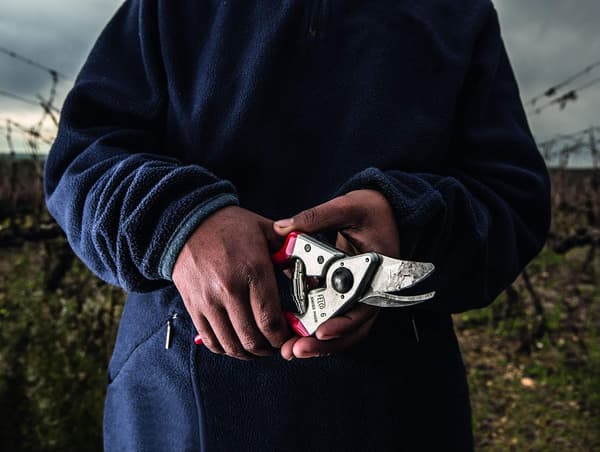 Classic Pruner for Smaller Hands - 100052385 (Renewed){Bt}