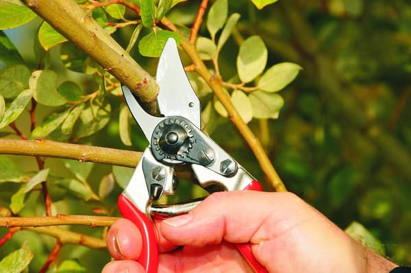 Classic Pruner for Smaller Hands - 100052385 (Renewed){Bt}