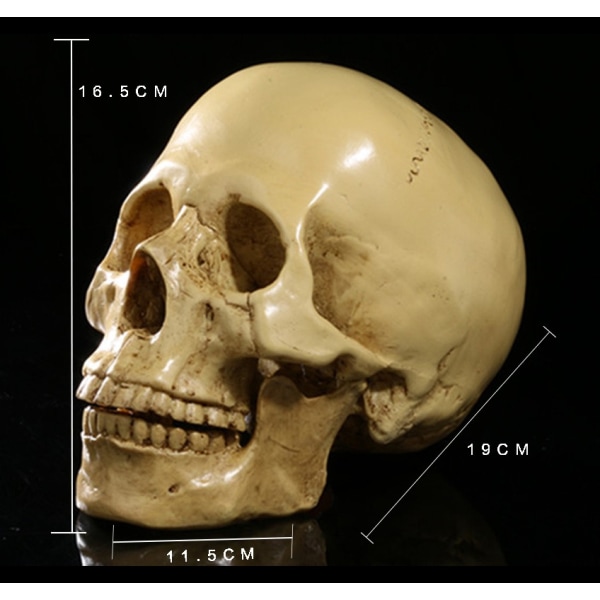 Modell 1: 1 Menneskeskalle i Resin Anatomisk Undervisning, Dekorativ Skalle, Medisinsk Trening, Halloweenfest (Gul)