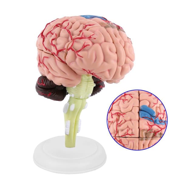 Human Brain Model Educational Toy Medical Teaching Detachable 1 pc