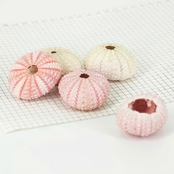 Sea Urchin Shell - High Durability Exquisite Shape Eye-catching Seashell Ornament DIY Home Decor