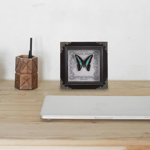 Butterfly Display Frame Vintage Butterfly Frame Rectangular Wood Acrylic Framed Specimen
