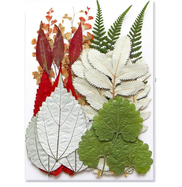 Torkade blommor med färgglada blad, präglad förpackning, bokmärken