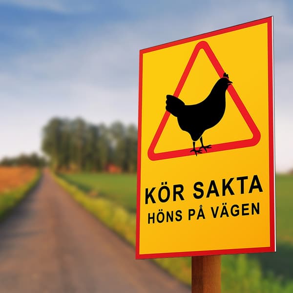 Drive Slow Chickens on the Road - Sign / Warning Sign - Traffic Sign - Choose variant MultiColor MultiColor A4 1-Pack
