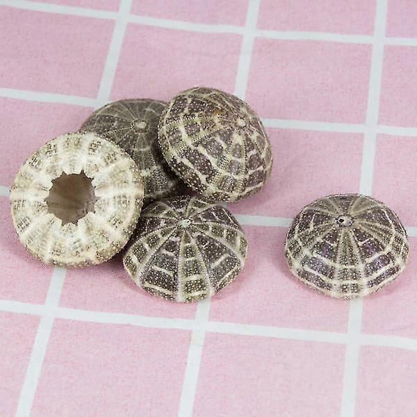 Sea Urchin Shell - High Durability Exquisite Shape Eye-catching Seashell Ornament DIY Home Decor