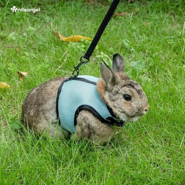 Justerbar myk sele med elastisk bånd for kaniner (M, Blå)