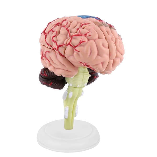 Human Brain Model Educational Toy Medical Teaching Detachable 1 pc