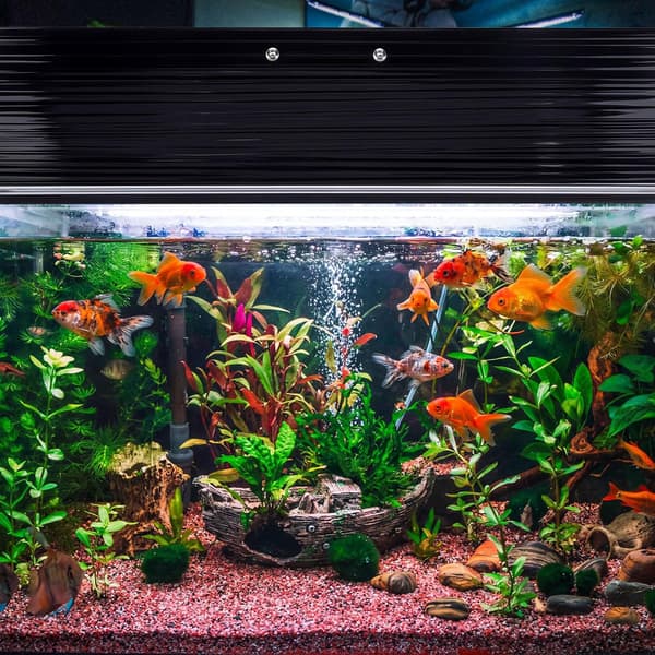 Akvarium baldakinsæt polycarbonat drivhus tommer til sort Black 30 X 12 Inch
