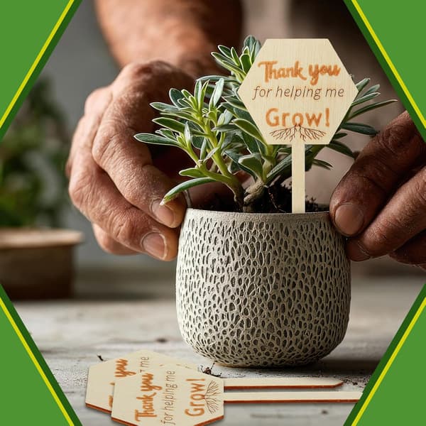 50 stk. treuteksamenplante for