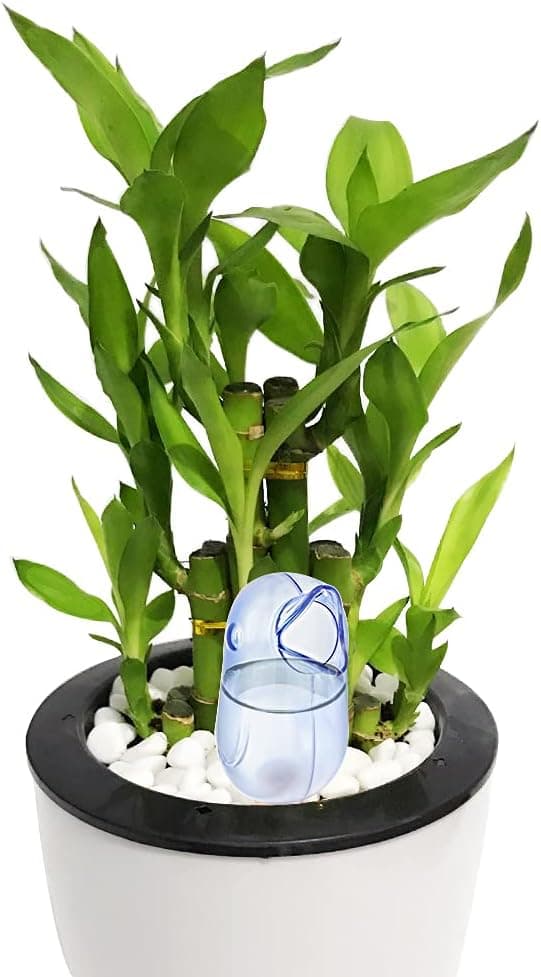 Automatiske vanningskuler, transparente plantevannere