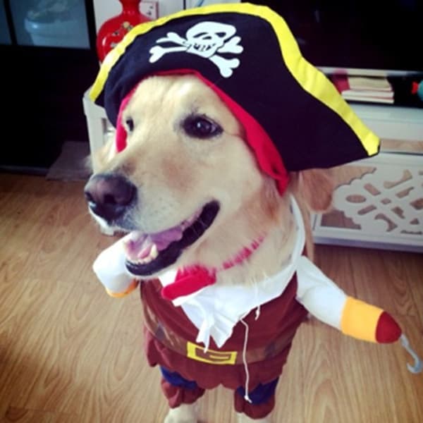 Hundetøj (S) Pirattøj til stående hunde