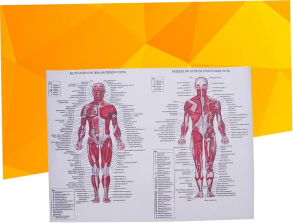 2 st anatomisk affisch muskeldiagram duk väggdekor för hem skola sjukhus matsal studie