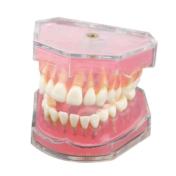 Dental demonstrationstandmodell - Standardstudie Undervisning i tandläge med alla avtagbara tänder Material Mjuka och böjbara tänder T