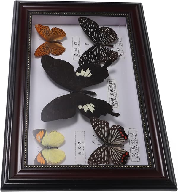 Real Butterfly Specimen Frame with 5 Coffee-Colored Butterflies, Framed Insect Display Box