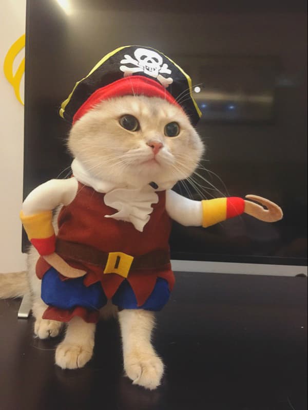 Dog Clothes (S) Standing Dog Pirate Costume