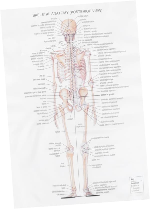 White Creative Fabric Skeleton Poster Bar Poster Teaching Decorative Wall Art