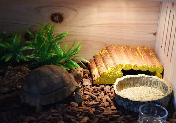 Naturlig reptilskål i harts med trädbark