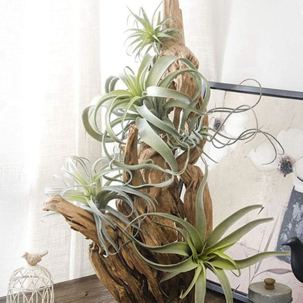 8-pakki Tekoananasku Ruohon Ilmakasveja Tekokukat Tekovillalla Tillandsia Bromeliadit Kotiin G