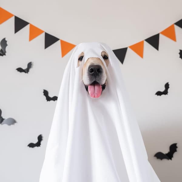 Hundekostumer - Hundetøj - Tøj egnet til hunde - Hundetæpper - Egnet til udendørs gåture