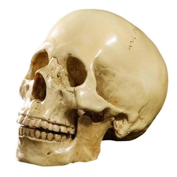 Model 1:1 Resin Human Skull Anatomy Teaching Decoration Yellow