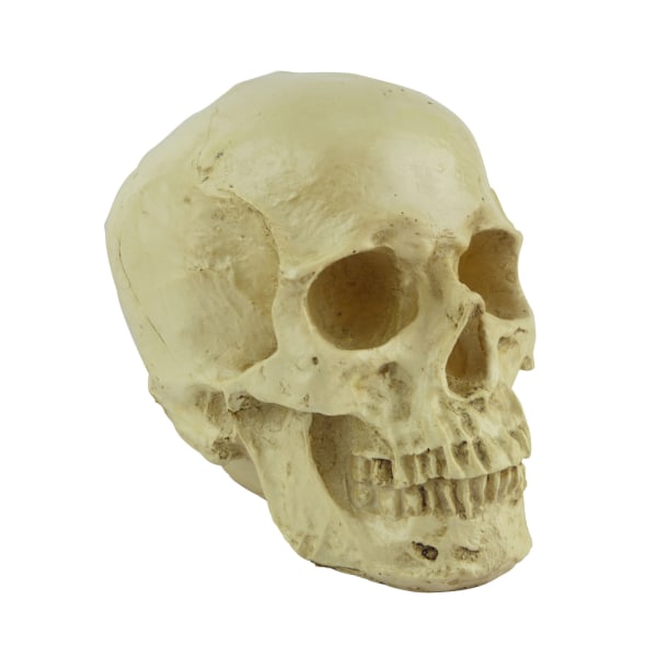 Anatomisk hodeskallemodell - 12 x 18x 15 cm - Realistisk menneskeskalle i harpiks - Kranedekorasjon i naturlig størrelse for medisinsk anatomiklasser og Hallow