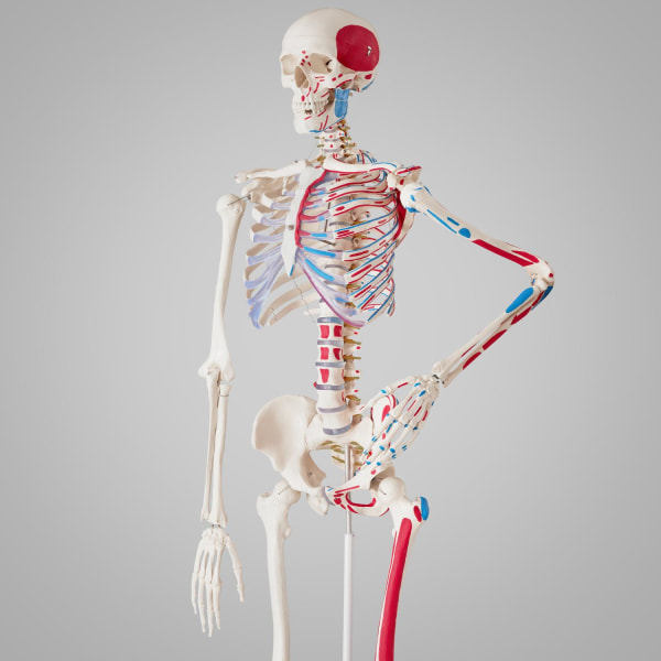 tectake Anatomisk skelet med markering af muskler White