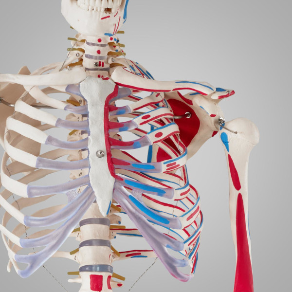 tectake Anatomisk skelet med markering af muskler White