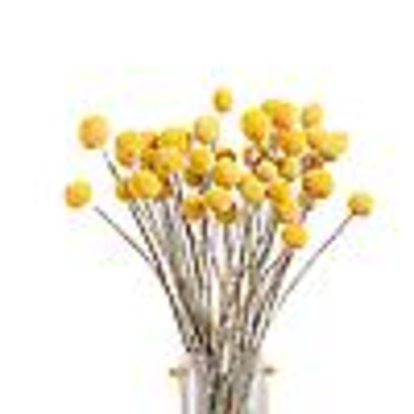 40. tørrede Craspedia blommor tørrede Billy Button Balls blommor, tørret blombukett for arrangementmang
