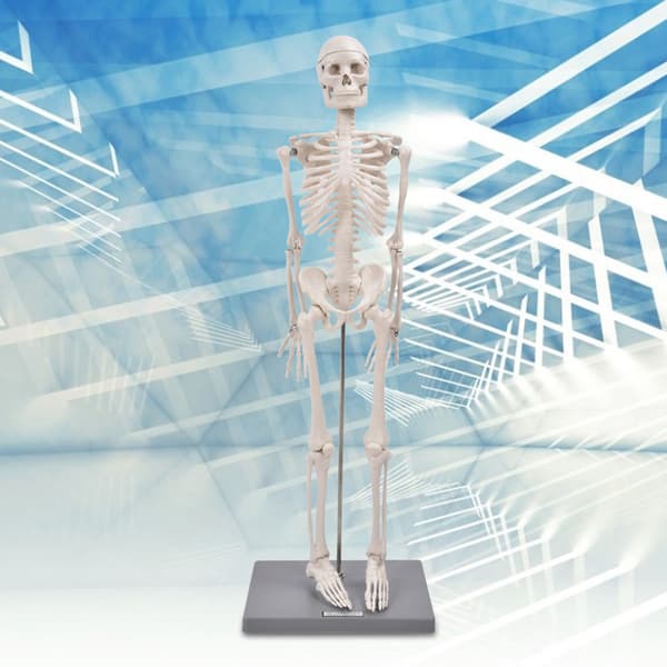 85 cm menneskeskeletmodel anatomisk undervisningsværktøj