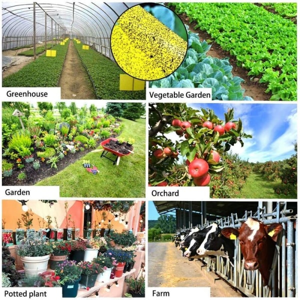 20 kpl Keltainen kaksipuolinen kärpäsloukku, kaksipuolinen keltainen pyydys lentäville hyönteisille - kasvihuone ja ulkona, kirvoja, sieniä