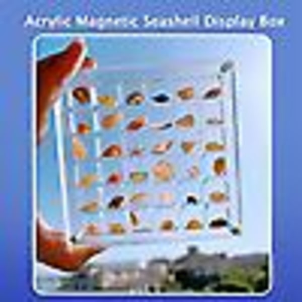 Akryl Magnetisk Seashell Display Box, Seashell Oppbevarings Box Display Case Dekorativ Seashell Sjøstjerne Trinket (36 rutenett)