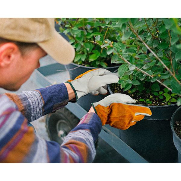 Leder-Gartenhandschuhe, Gartenarbeitshandschuhe, Arbeitsversicherung, schnitt- und verschleißfest (Aprikoosi L)