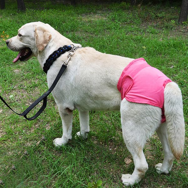 Hygiejneble til kæledyr, pink S, hund, polyesterbukser, hvalpeundertøj