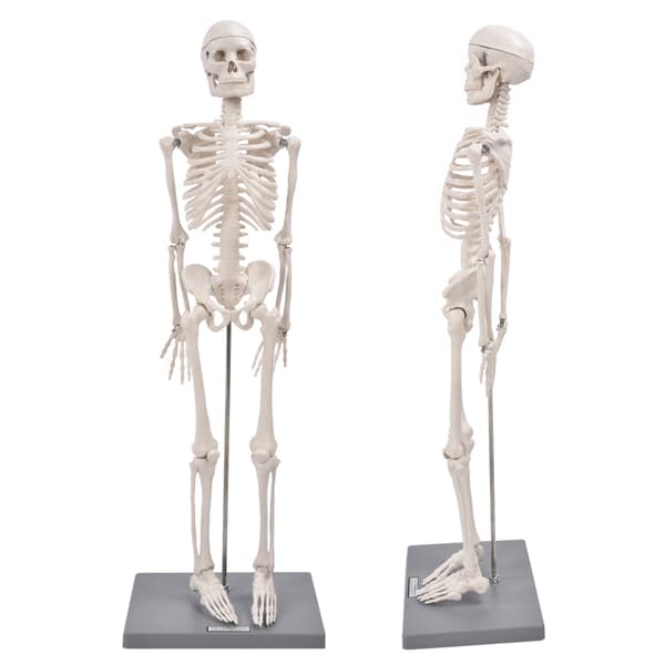 85 cm Människoskelett Modell Anatomiskt Utbildningsverktyg