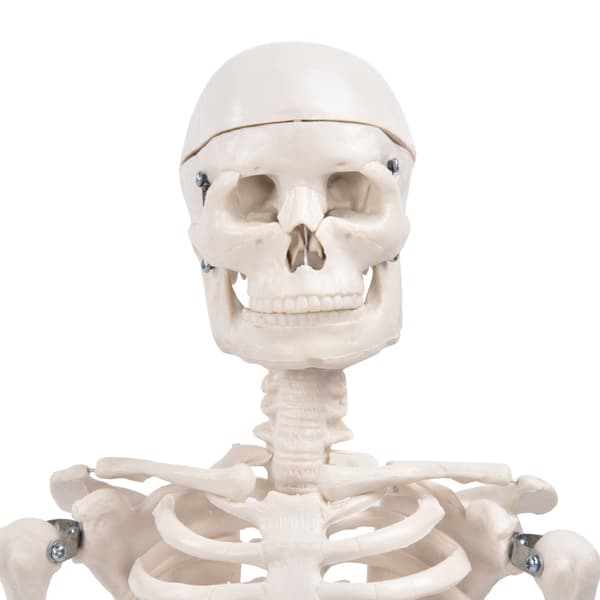 85 cm Människoskelett Modell Anatomiskt Utbildningsverktyg