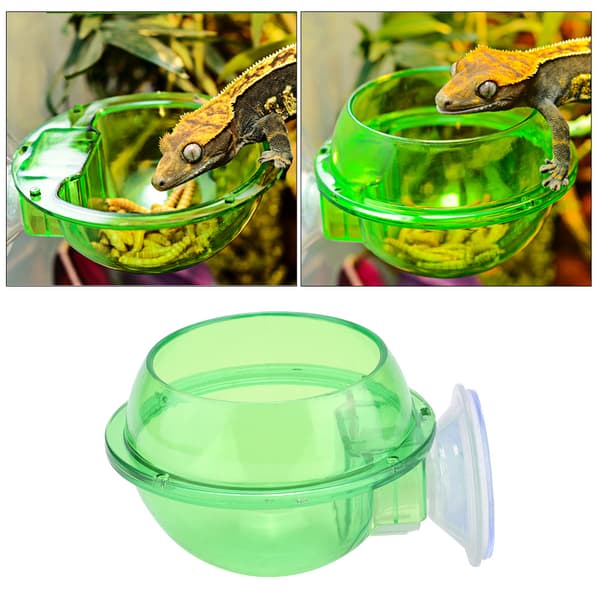 Tålig Transparent Reptilmatningsskål