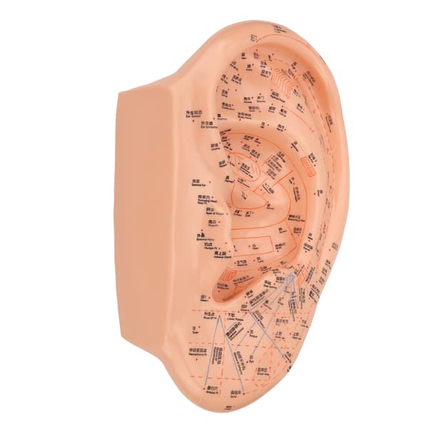 40 cm Øreakupunkturmodel Klare Markeringer PVC Professionel Aurikulær Zone Massage Model