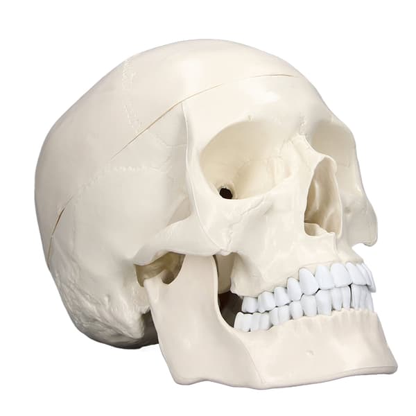Anatomisk model af menneskekranium i 1:1-skala til medicinsk læring
