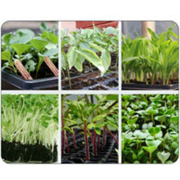 5-pack miniväxthus för plantor 24-håls plantbricka med lock för plantor och groning
