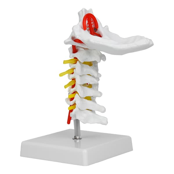 Anatomisk modell av menneskelig nakkevirvel og spinalnerver for vitenskapslaboratorium