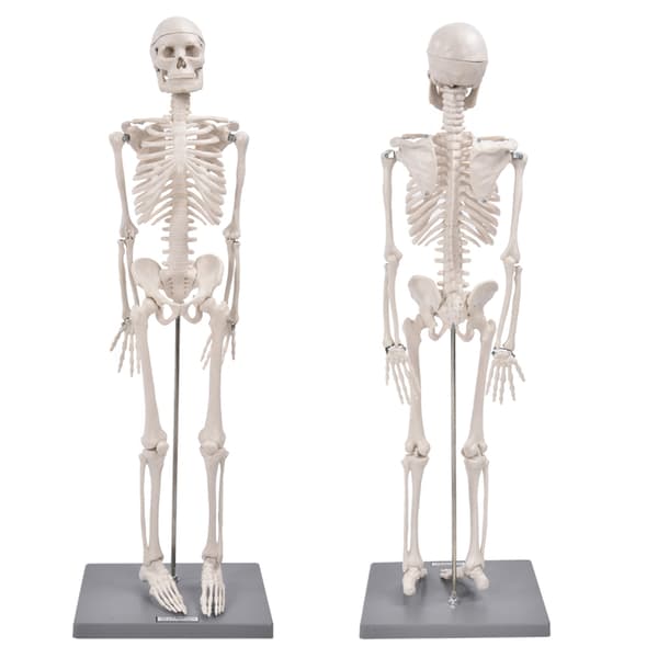 85 cm Människoskelett Modell Anatomiskt Utbildningsverktyg