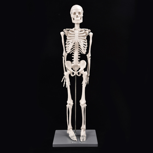 85 cm Människoskelett Modell Anatomiskt Utbildningsverktyg