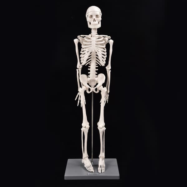 85 cm menneskeskeletmodel anatomisk undervisningsværktøj
